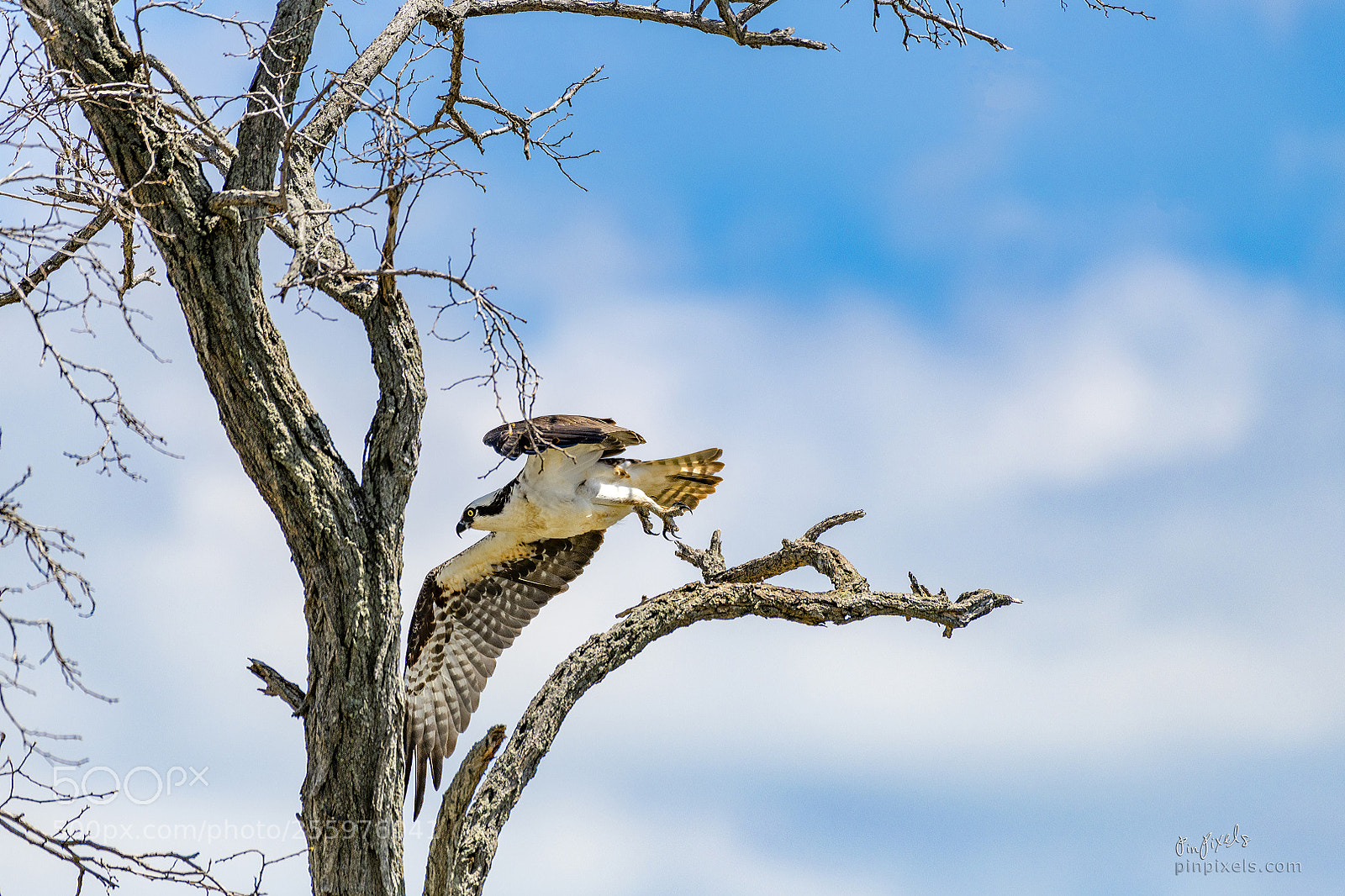 Nikon D850 sample photo. Off to hunt photography