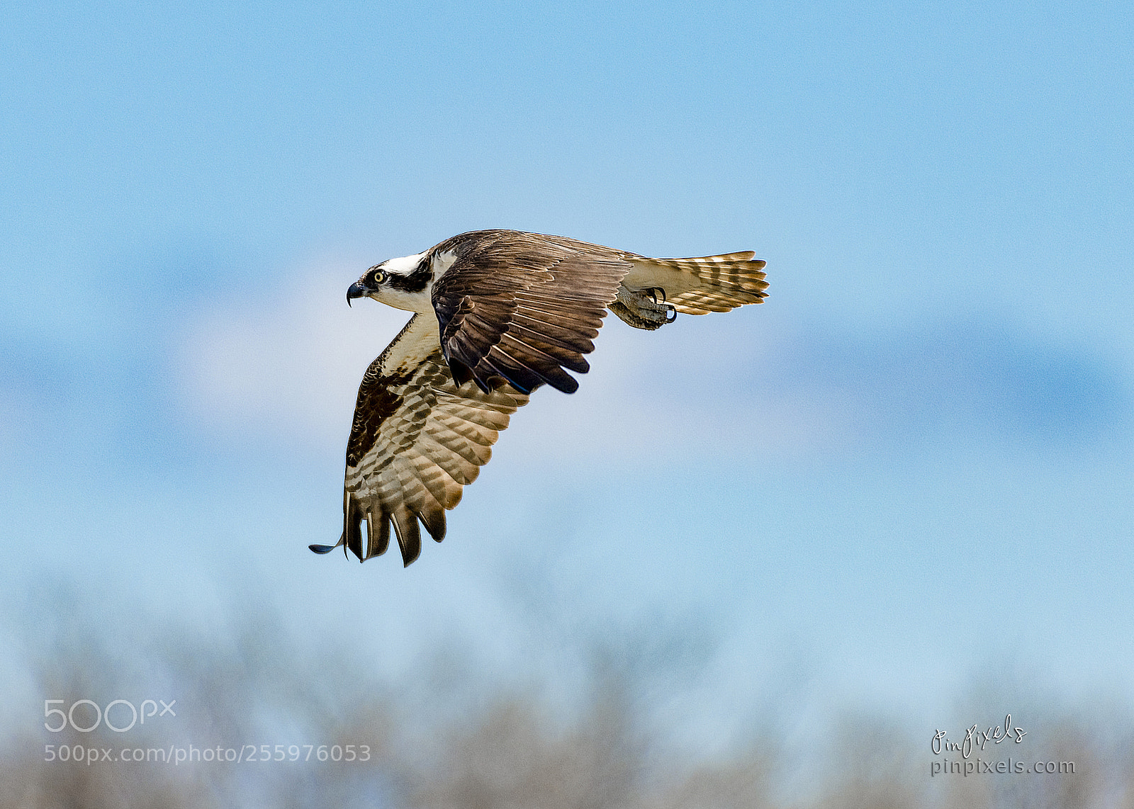 Nikon D850 sample photo. Ospreys of sandy hook photography