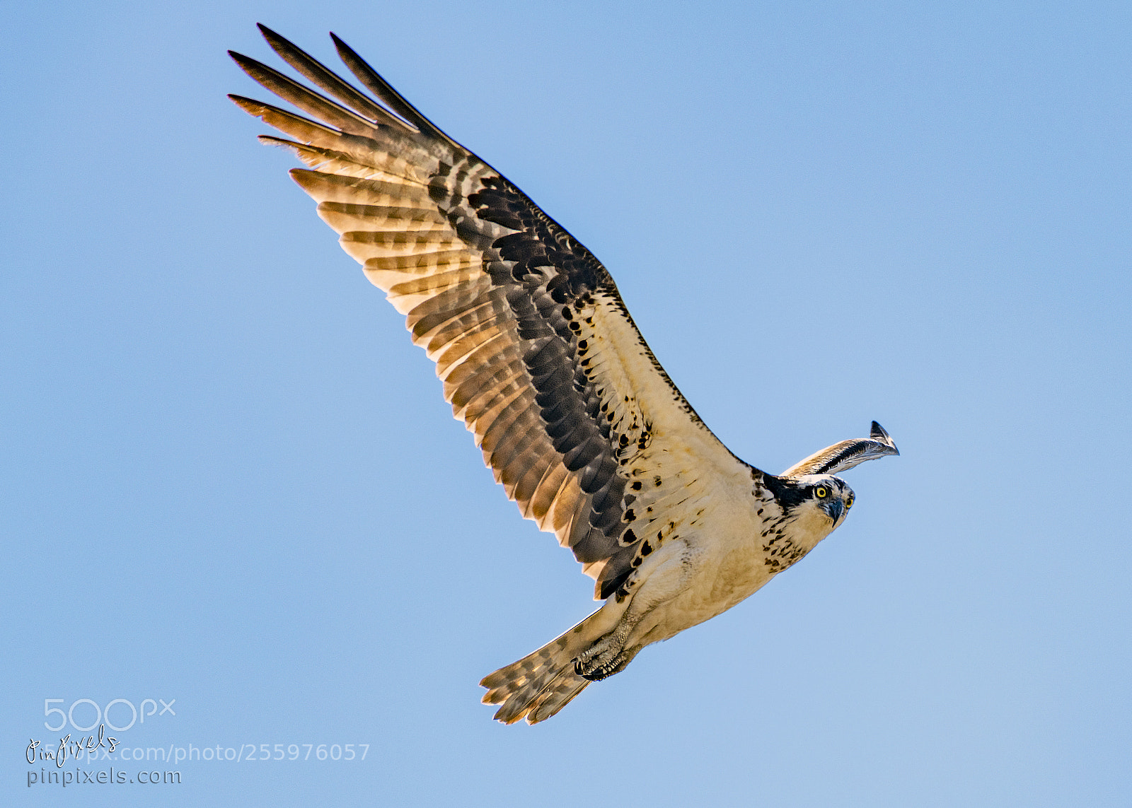Nikon D850 sample photo. Ospreys of sandy hook photography