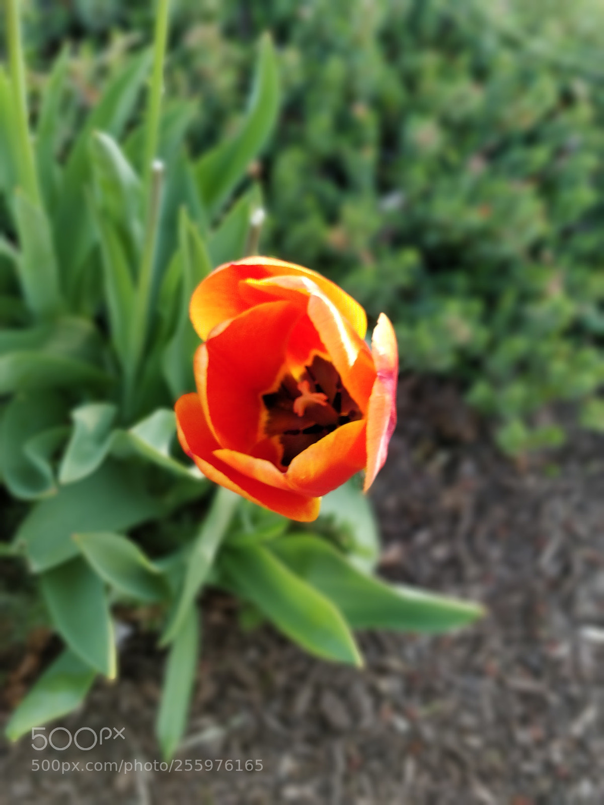 OnePlus 5 sample photo. Untitled photography