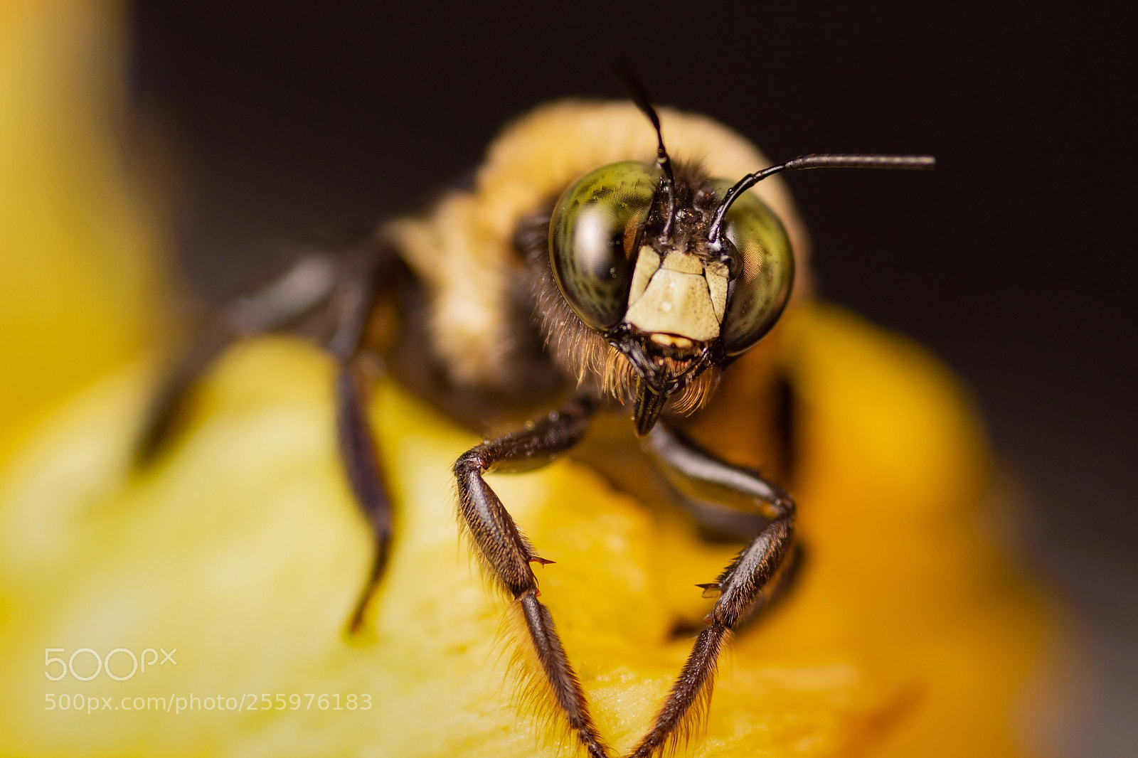 Canon EOS 650D (EOS Rebel T4i / EOS Kiss X6i) sample photo. Bumble bee photography