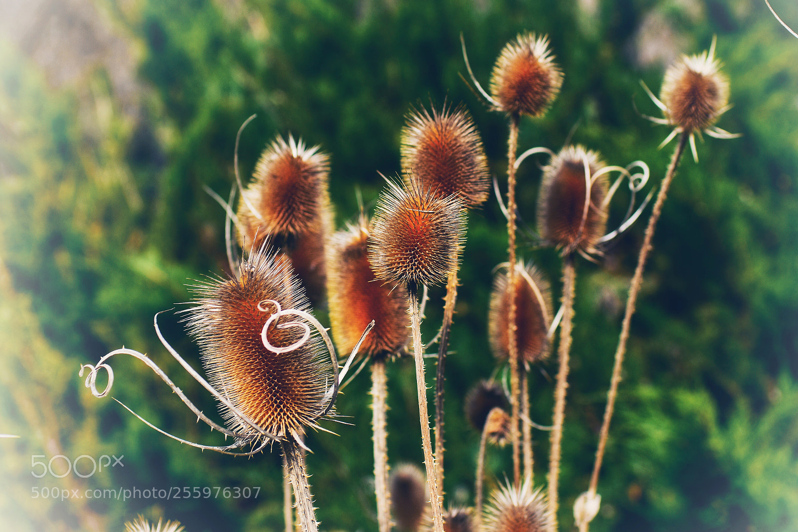 Nikon D7200 sample photo. Thistle photography