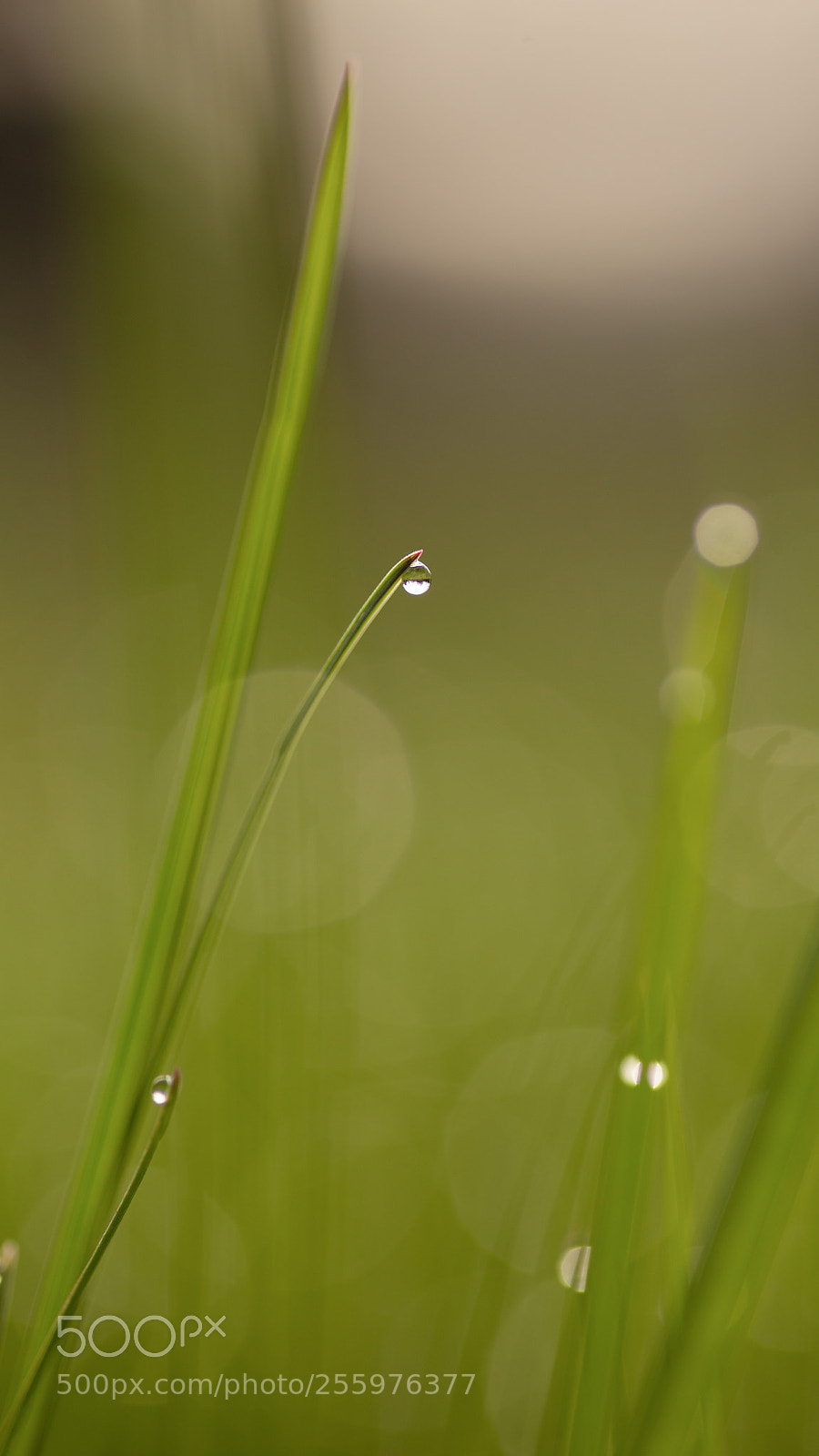 Canon EOS 6D sample photo. Dew point photography