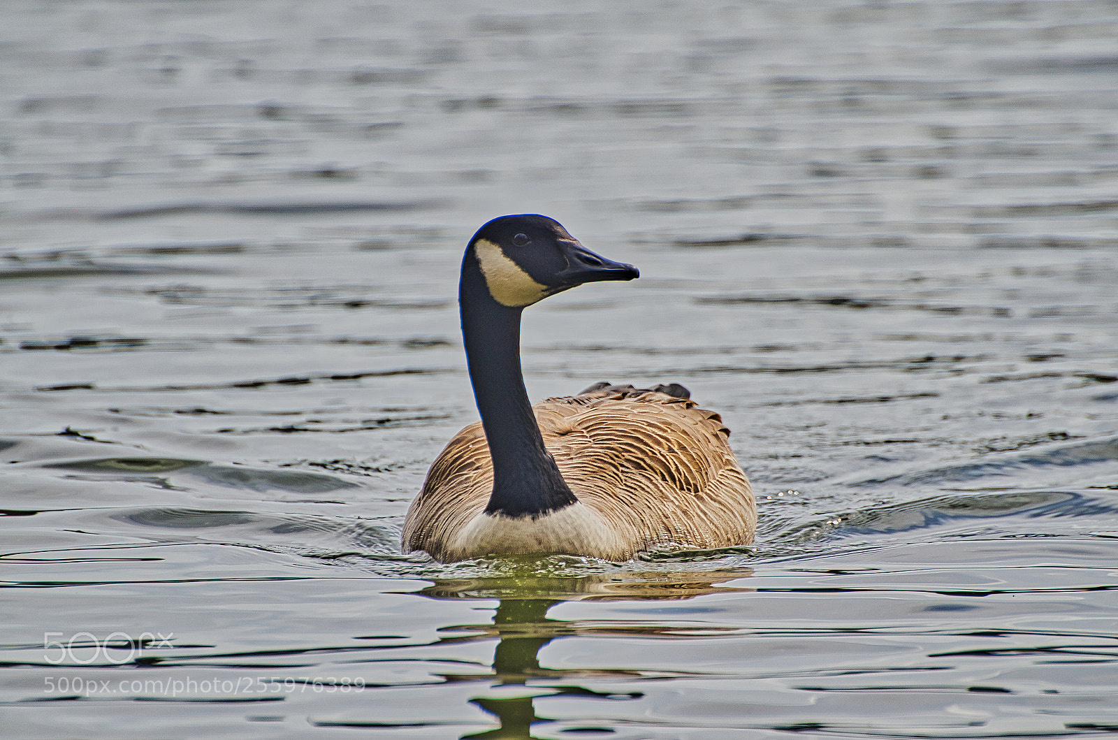 Nikon D7000 sample photo. Goose photography