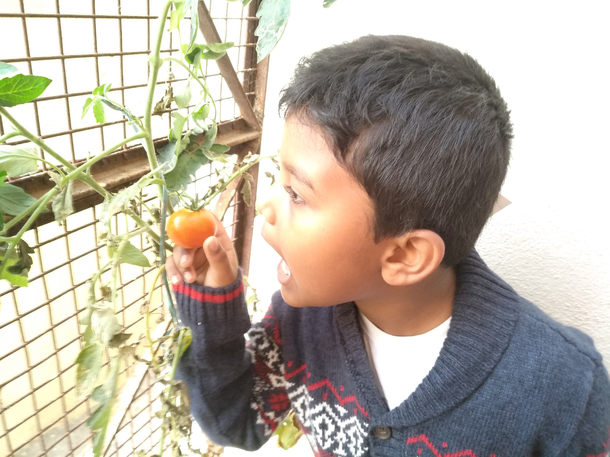 Xiaomi MI MAX 2 sample photo. Fresh tomato bite photography