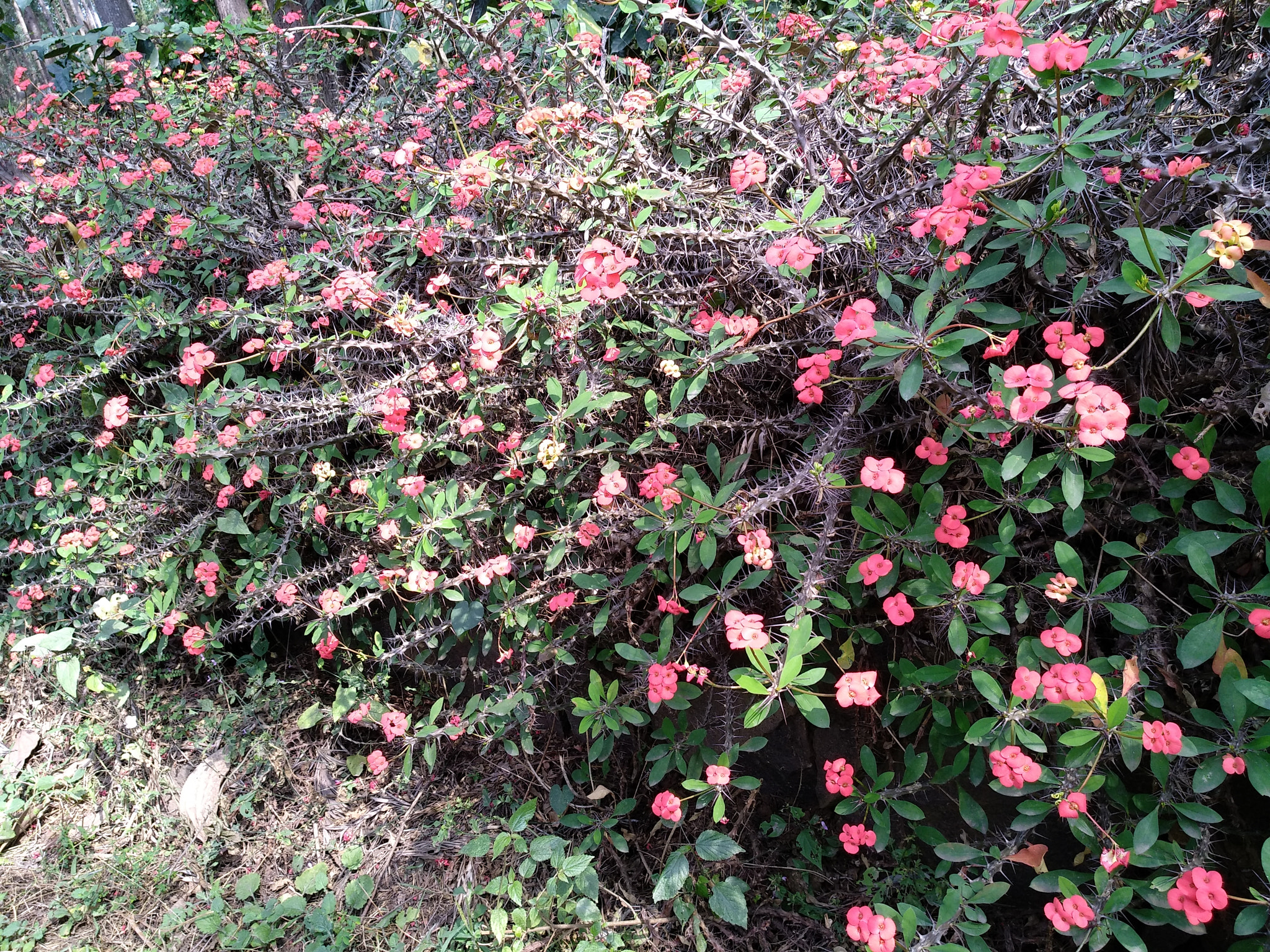 Xiaomi MI MAX 2 sample photo. Beautiful red  flowers photography