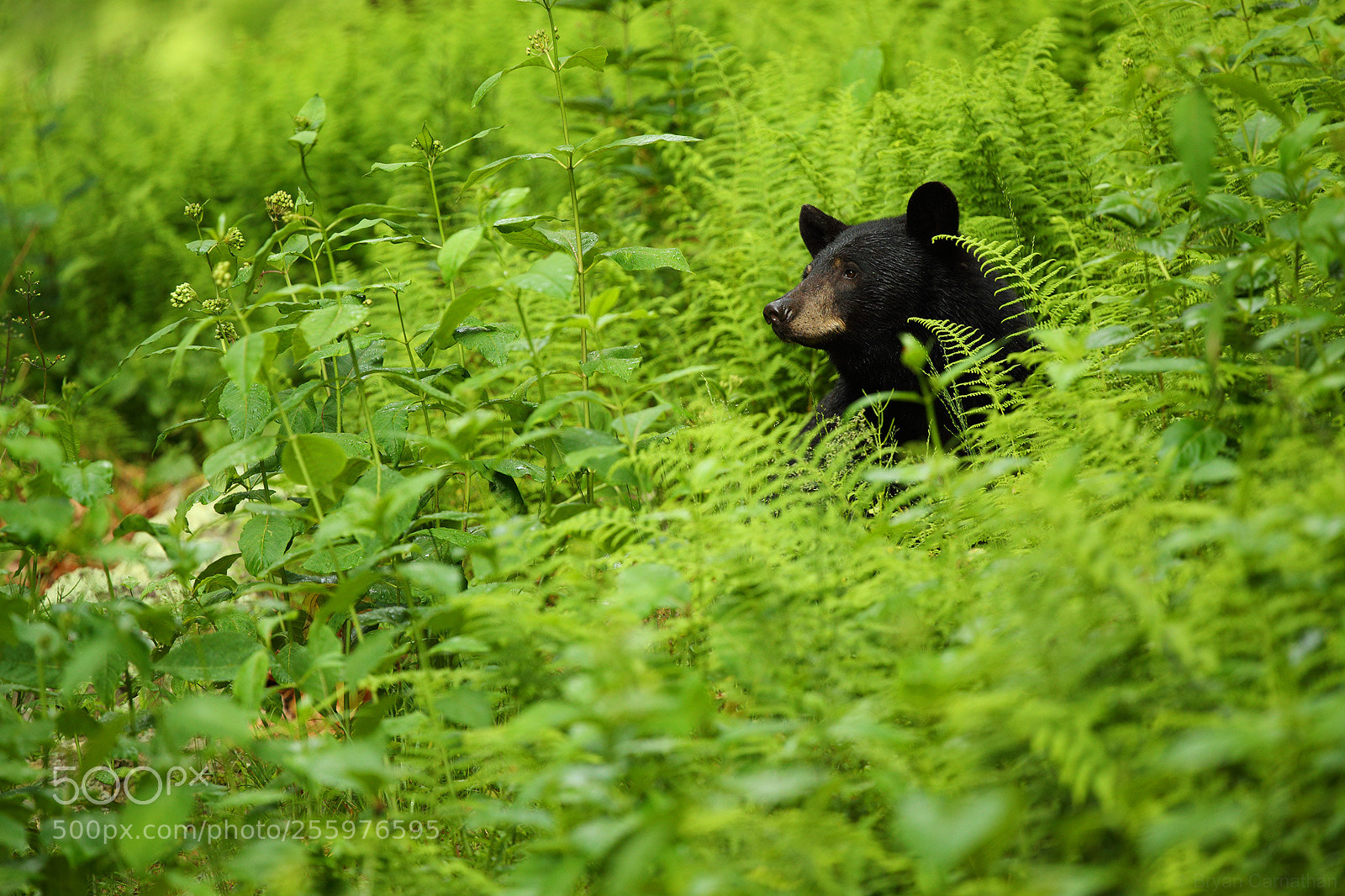 Canon EOS-1D X Mark II sample photo. Black bear in ferns photography