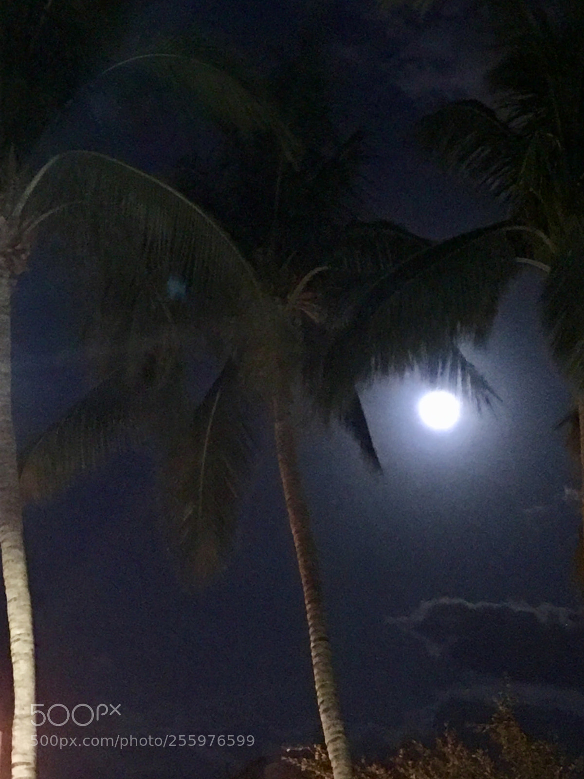 Apple iPhone 6s Plus sample photo. Miami beach- full moon photography