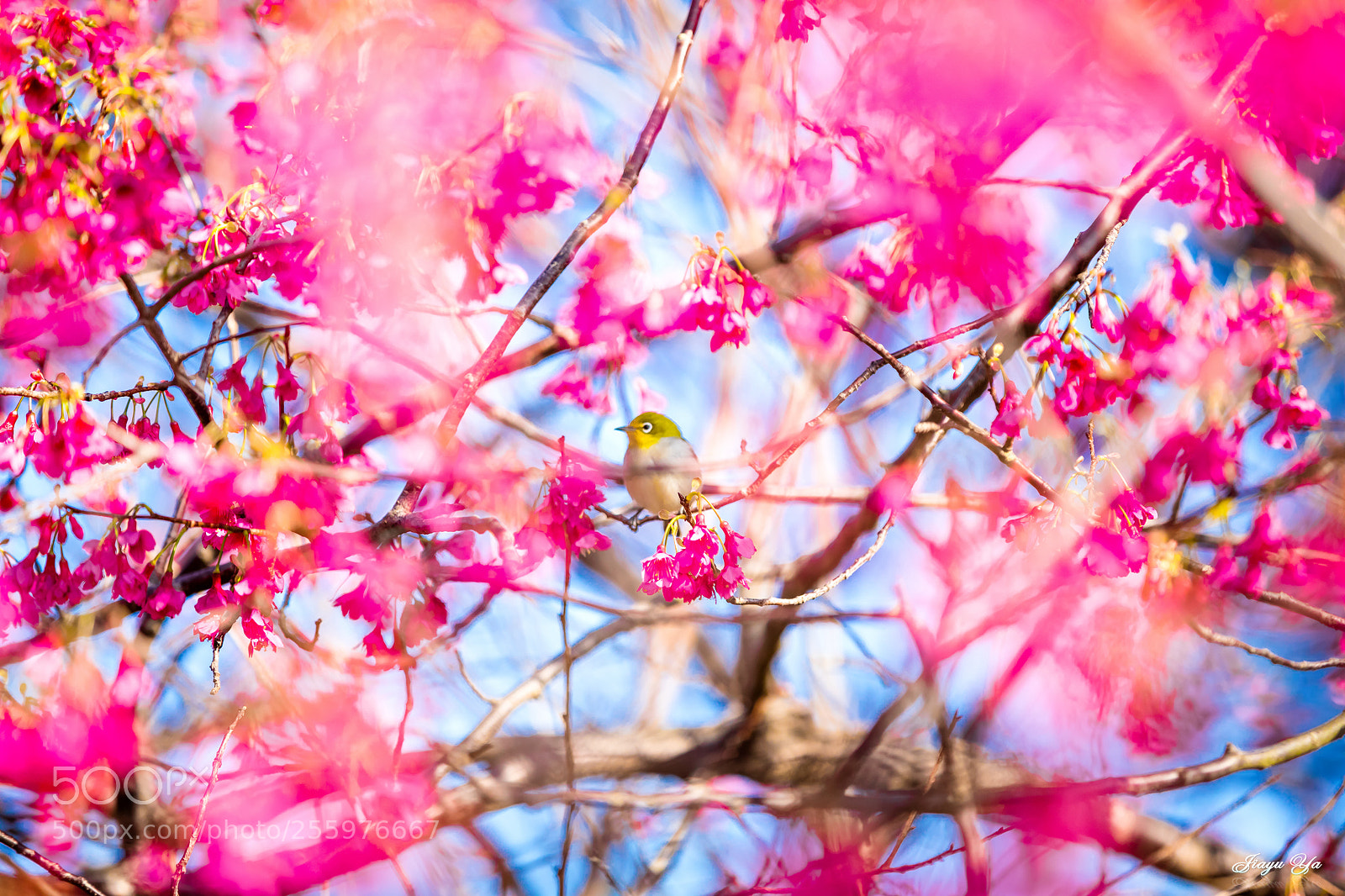 Canon EOS 5D Mark IV sample photo. 編輯 photography