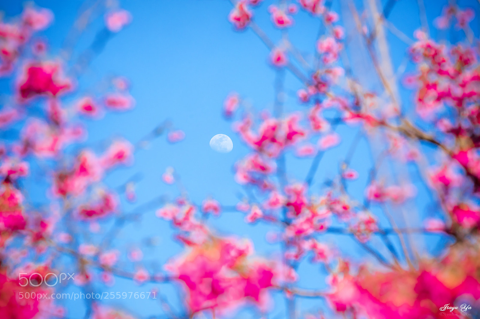 Canon EOS 5D Mark IV sample photo. 編輯 photography