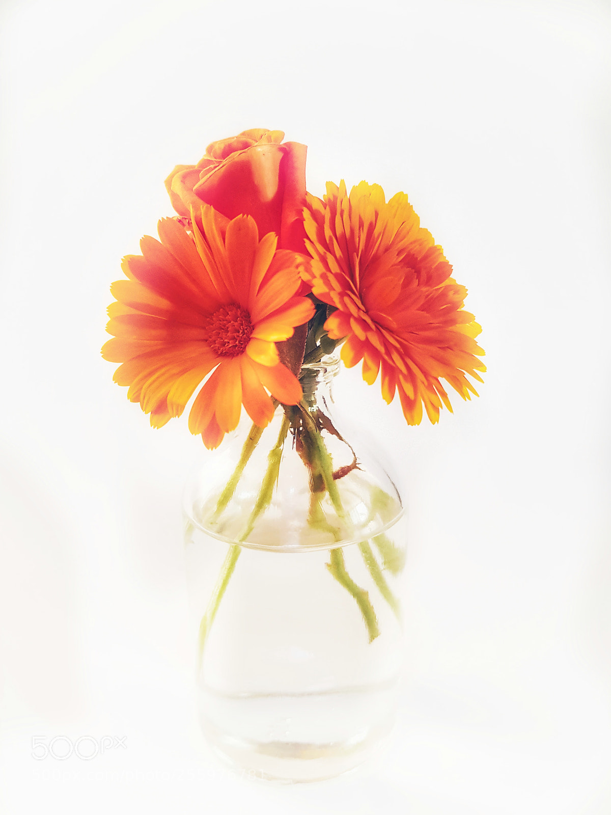 Samsung Galaxy S8+ sample photo. Flower photography