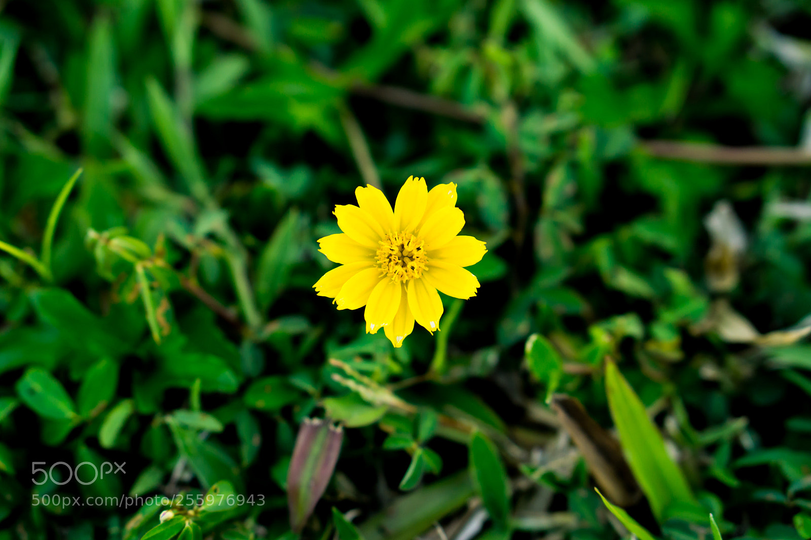 Sony a6000 sample photo. Flower photography