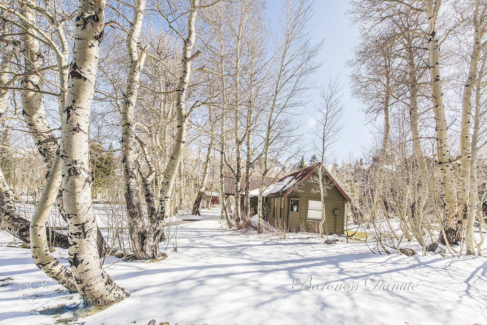 Nikon D810 sample photo. Winter wonderland photography