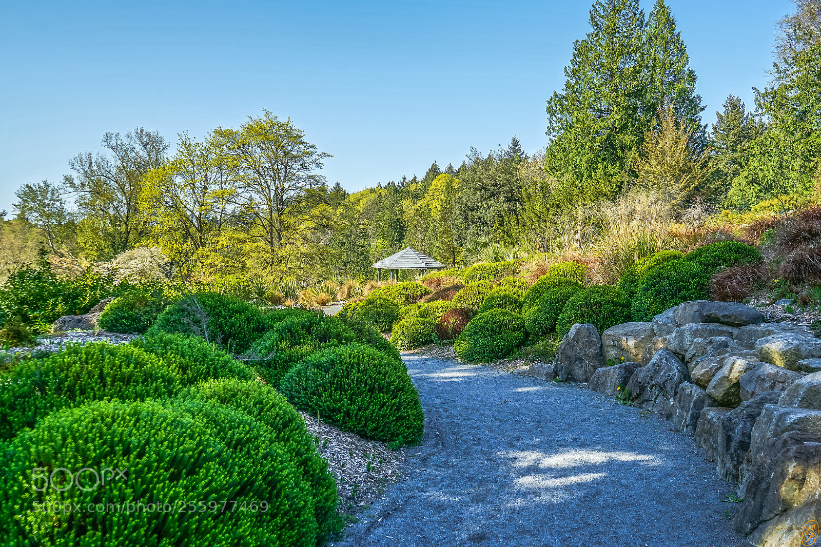 Sony a7 II sample photo. Washington park arboretum photography