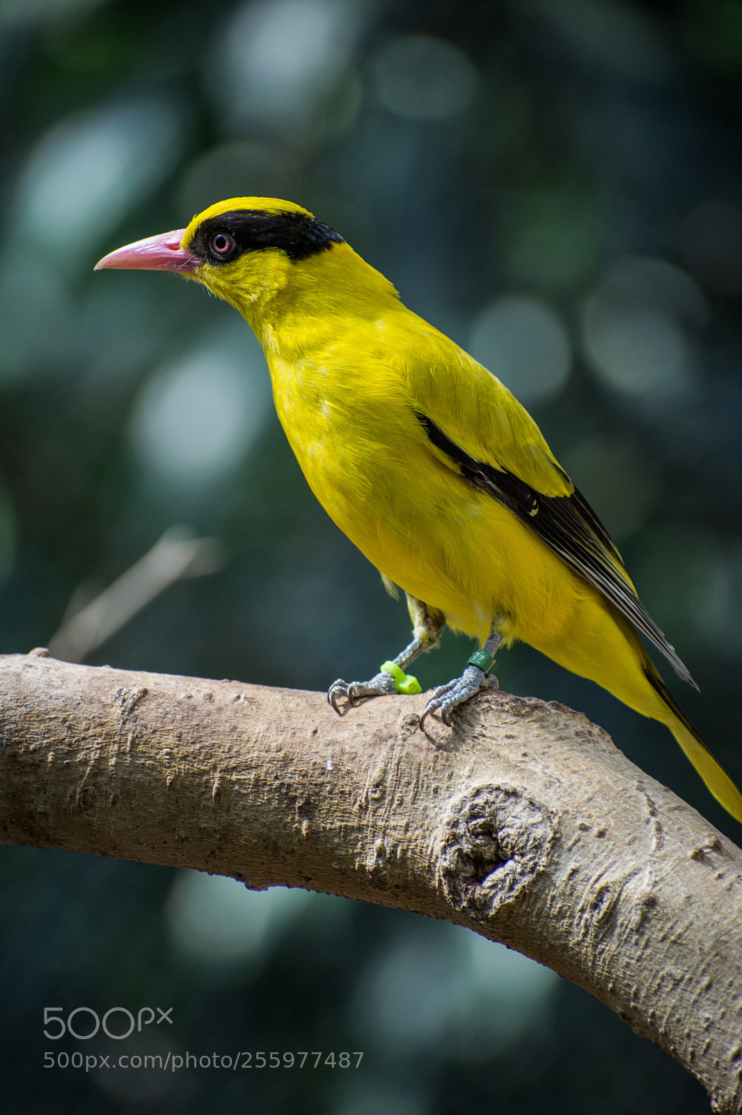 Nikon D7100 sample photo. Yellow bird  photography