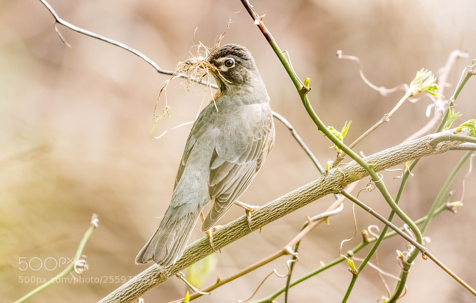 Nikon D500 sample photo. Nest builder photography