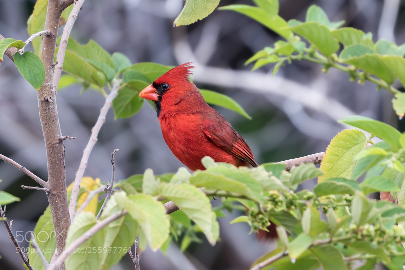 Canon EOS 5D Mark IV sample photo. Cardinal photography