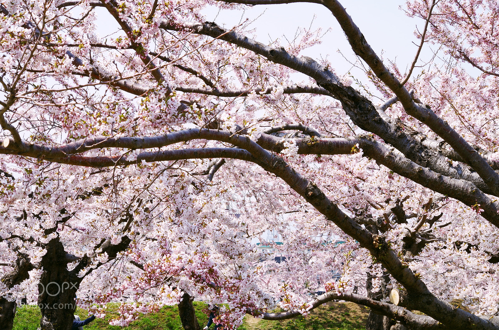 Pentax K-50 sample photo. Sakura-hakodate3 photography