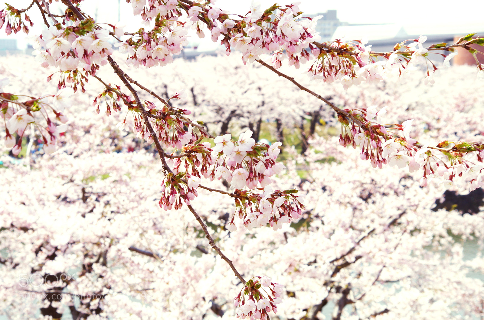 Pentax K-50 sample photo. Sakura-hakodate1 photography