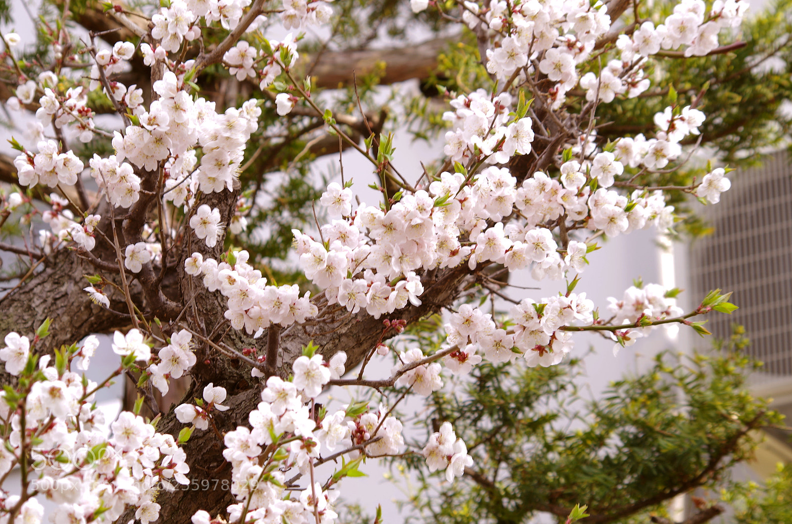 Pentax K-50 sample photo. Sakura-maruyama photography