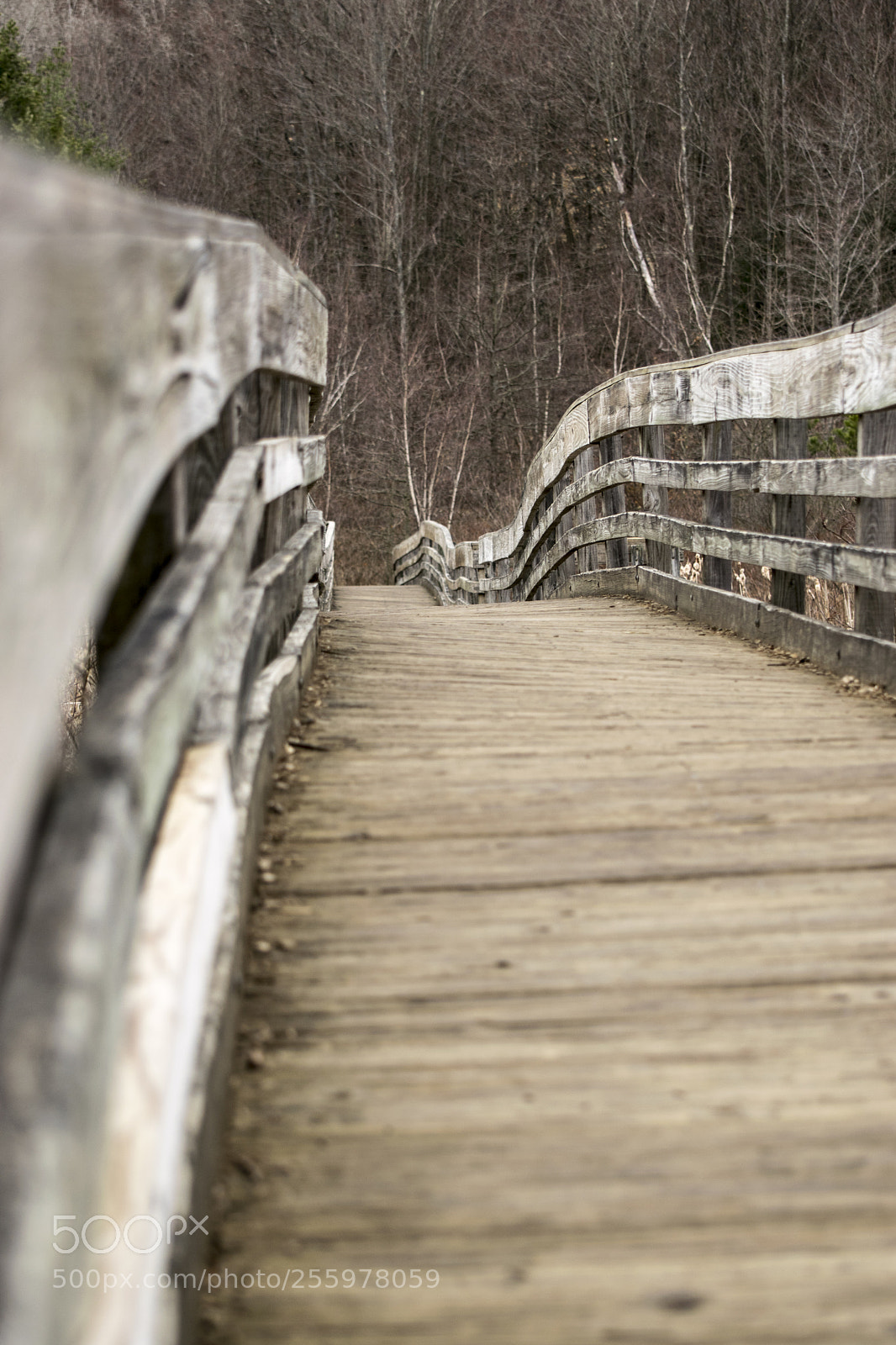 Nikon D5300 sample photo. 1_bridge photography