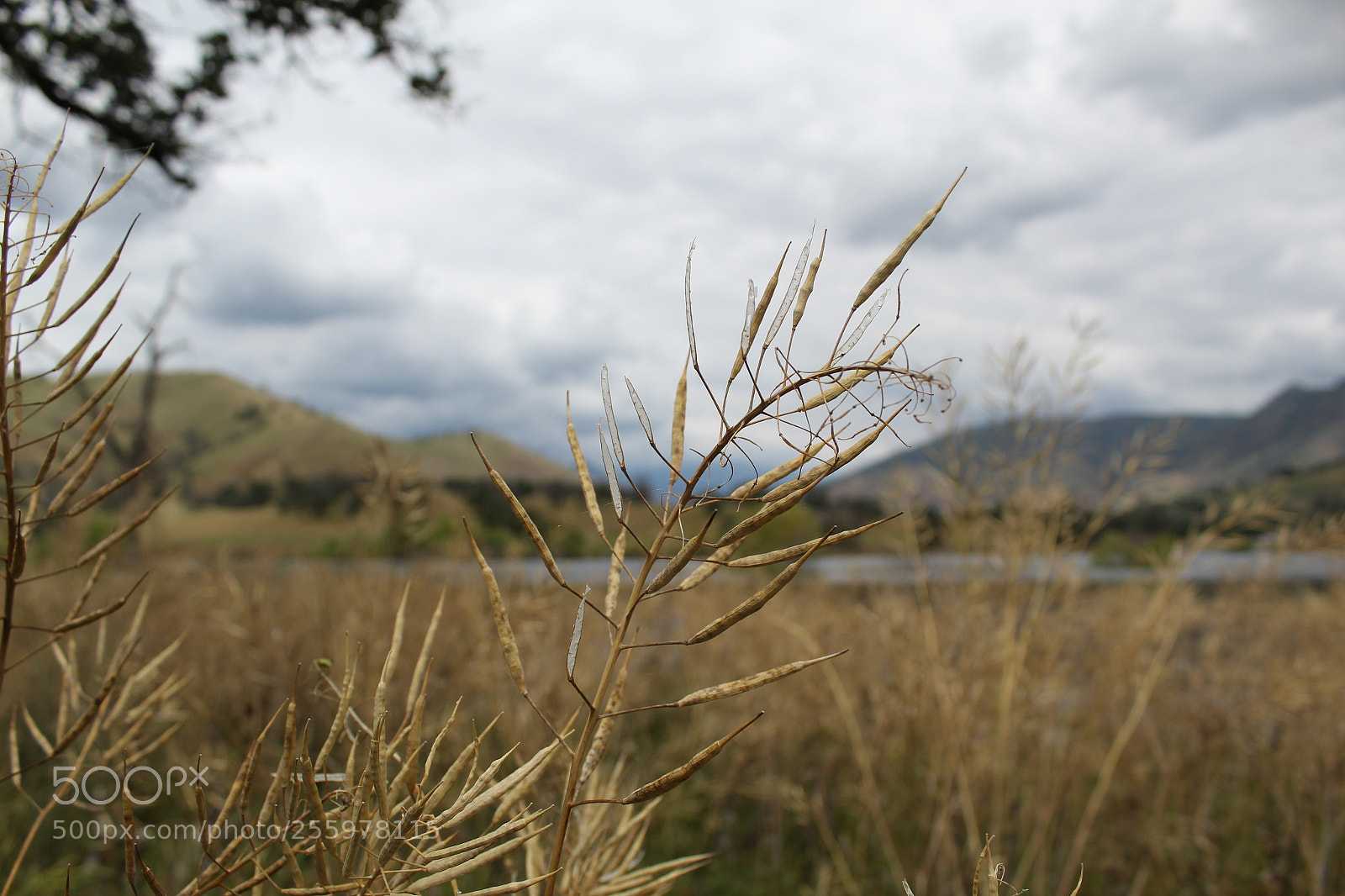 Canon EOS 1300D (EOS Rebel T6 / EOS Kiss X80) sample photo. The dry grass photography