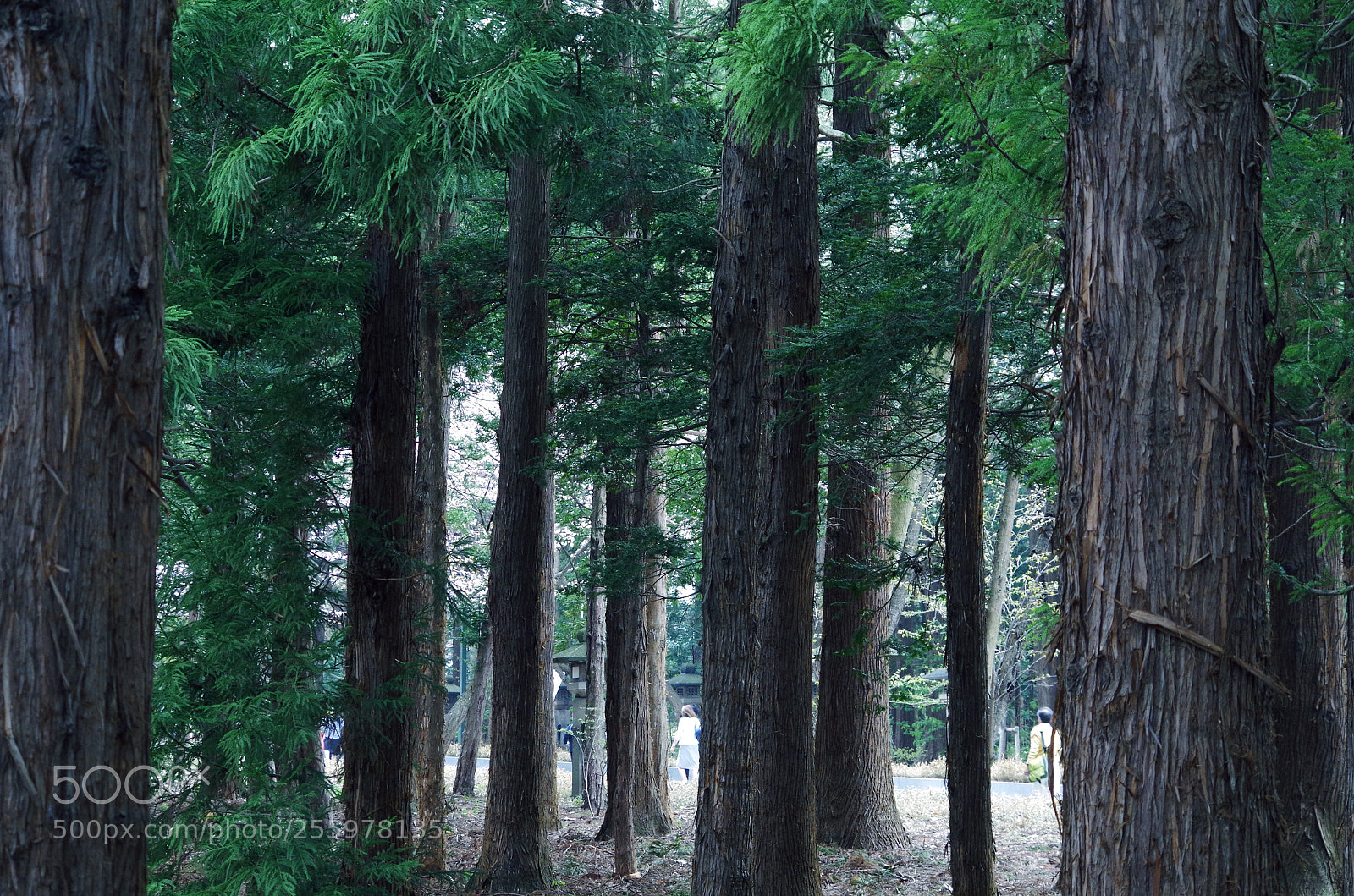 Pentax K-50 sample photo. Shrine2 photography