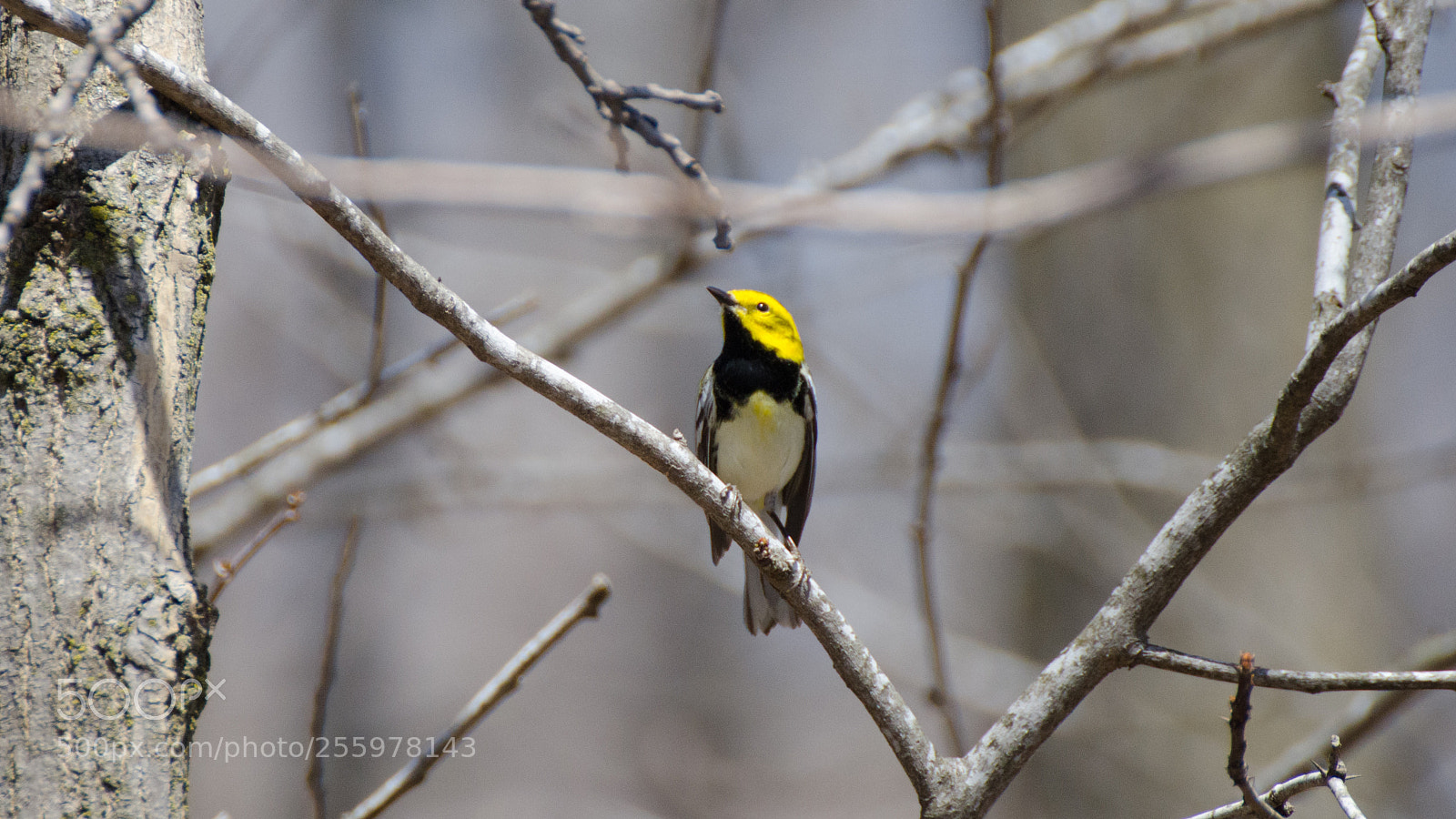 Nikon D7000 sample photo. Black-throated green warbler photography