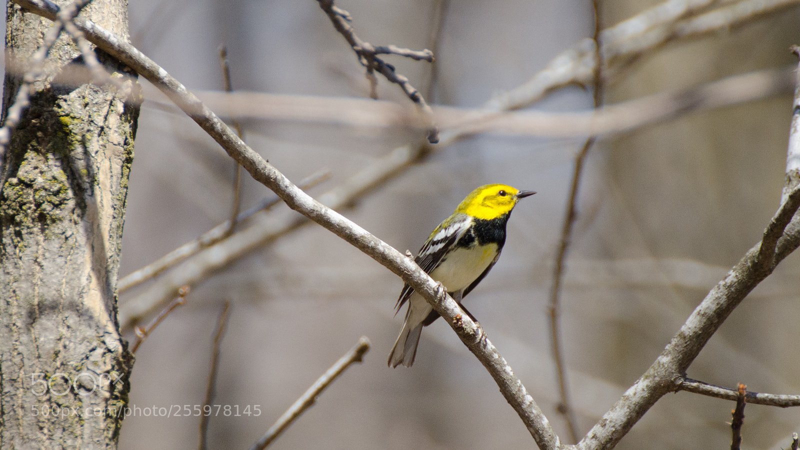 Nikon D7000 sample photo. Black-throated green warbler photography