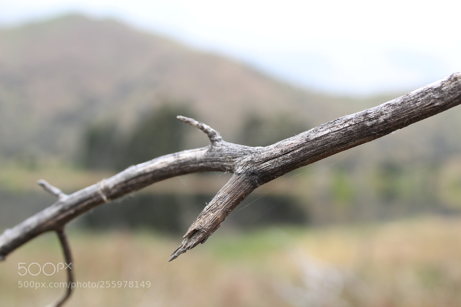 Canon EOS 1300D (EOS Rebel T6 / EOS Kiss X80) sample photo. The dead branch photography