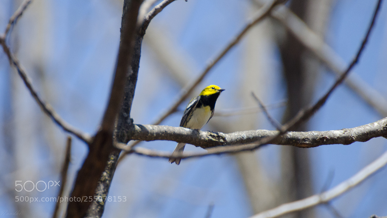 Nikon D7000 sample photo. Black-throated green warbler photography