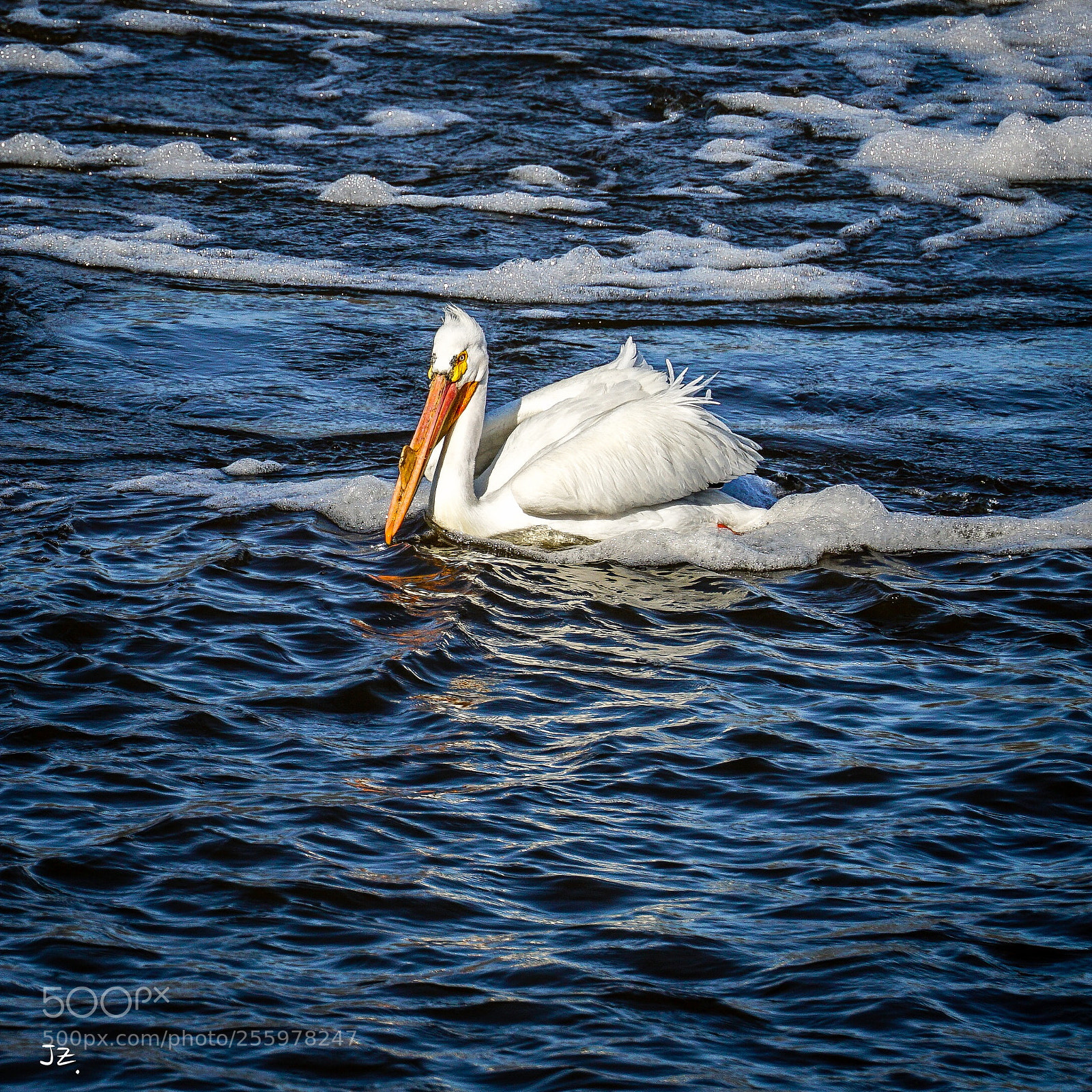 Sony a6000 sample photo. Pelican photography