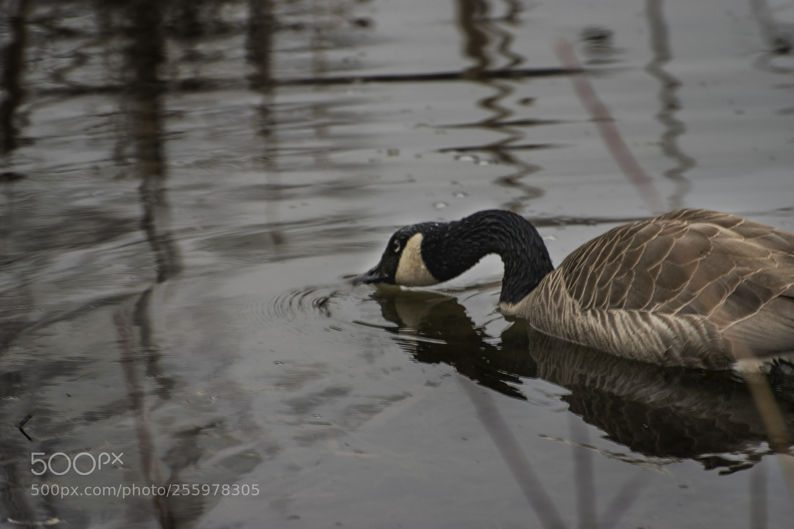 Nikon D5300 sample photo. 2_bridge photography