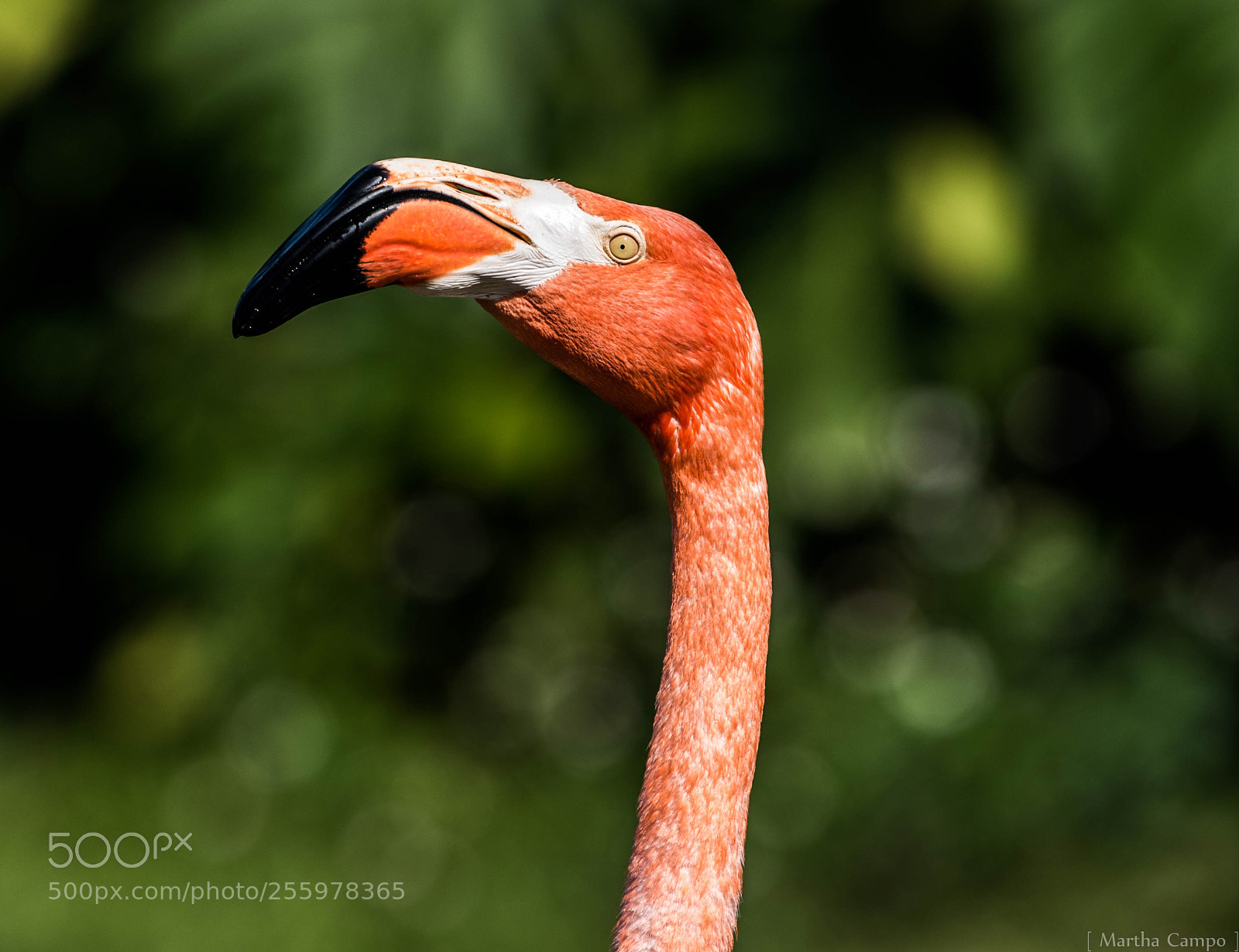 Nikon D5500 sample photo. Curious pelican photography