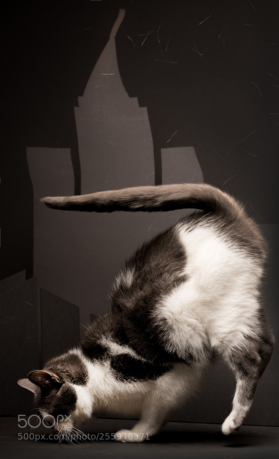 Nikon D850 sample photo. Windy city cat photography