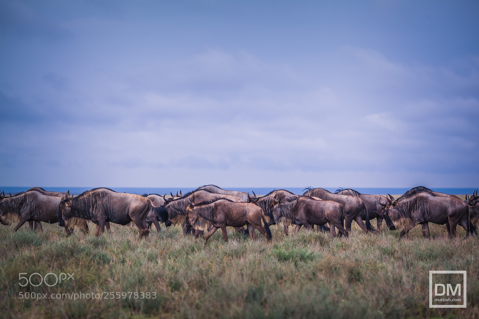 Canon EOS 5D Mark II sample photo. Serengeti national park photography