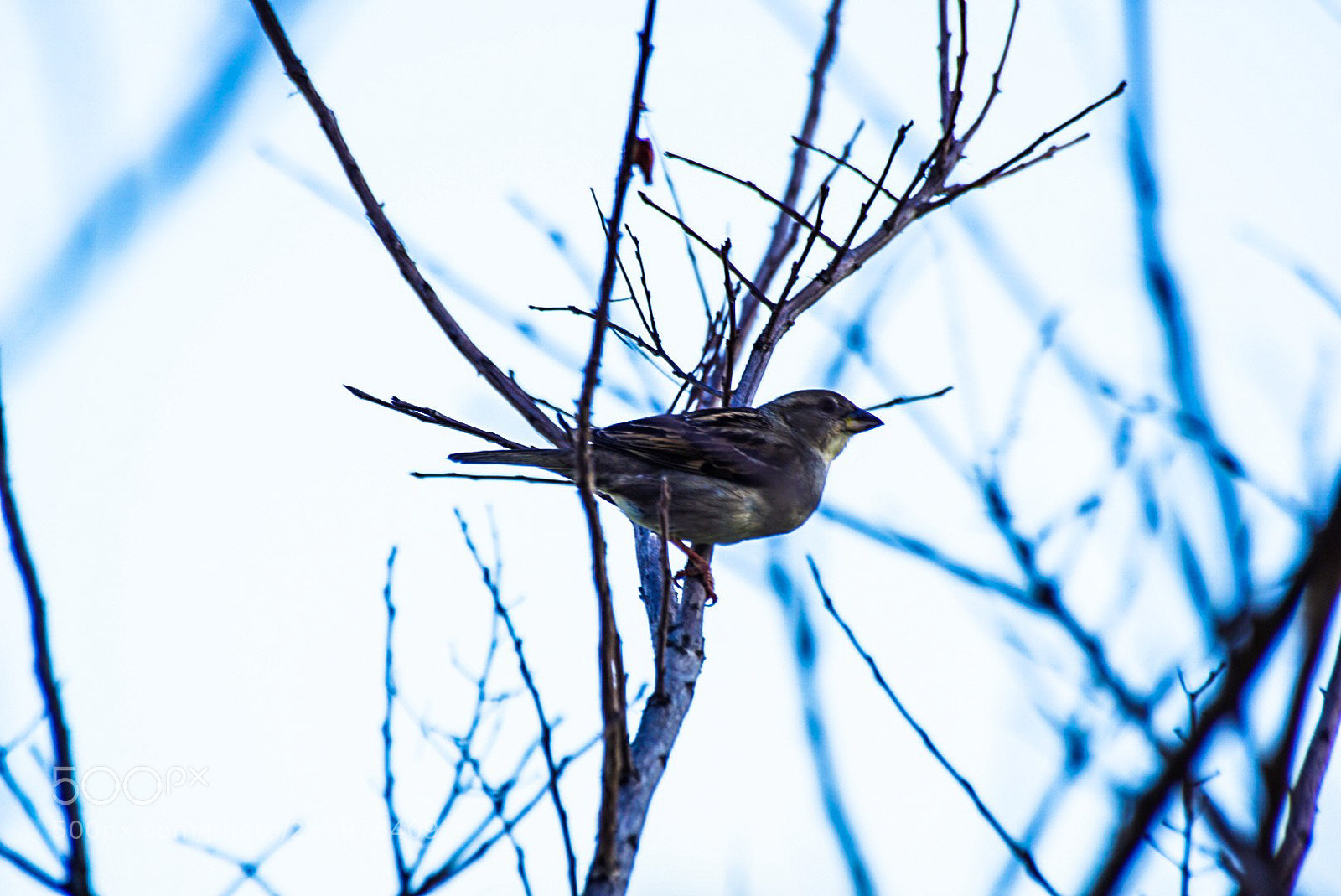 Sony a6000 sample photo. Perched on the myrtle photography