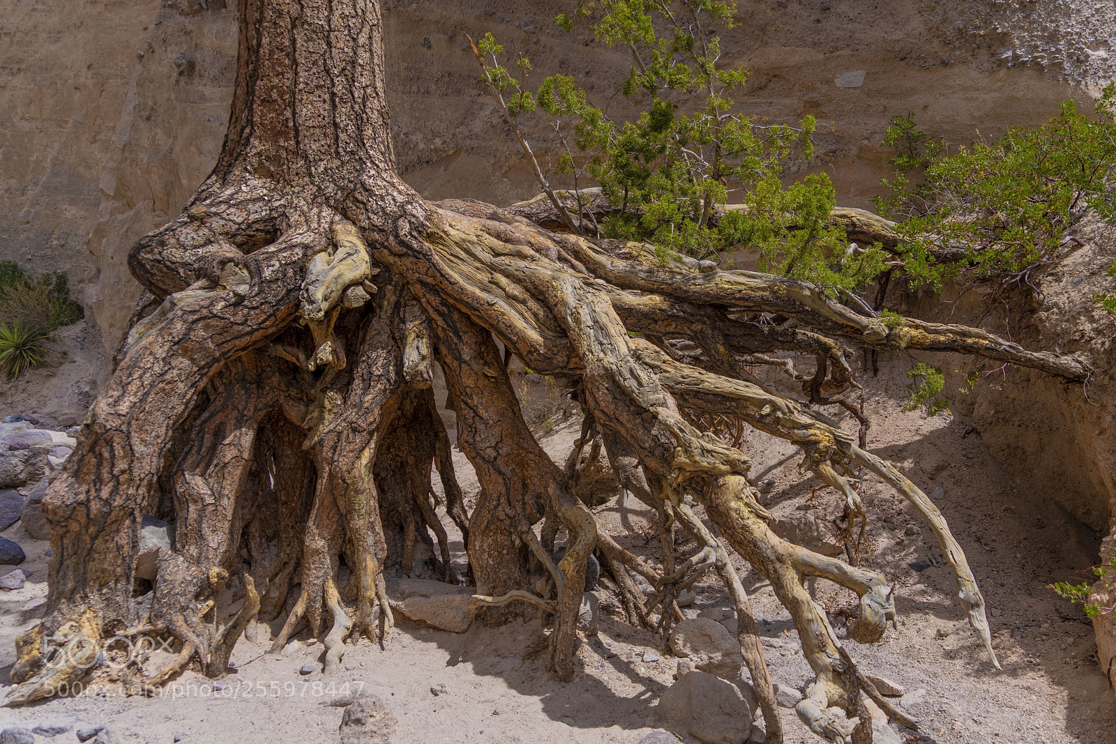 Sony a7R III sample photo. Nature flaunting her resilience  photography