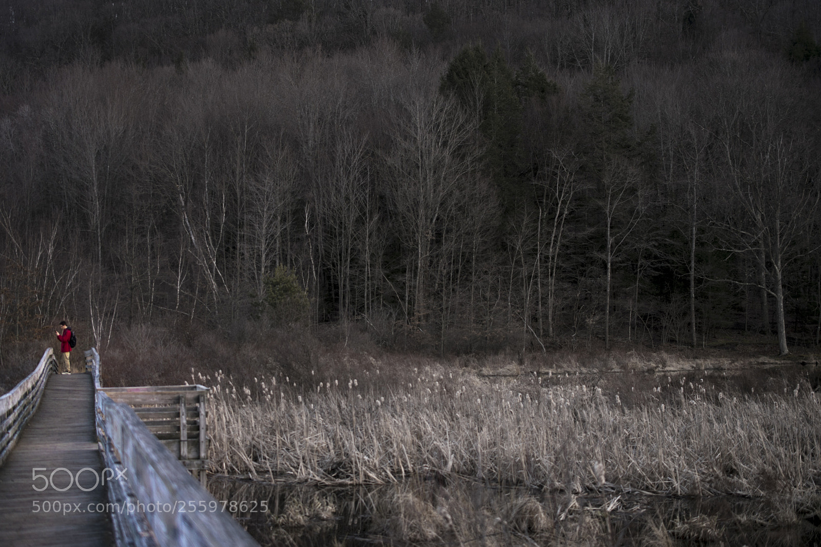Nikon D5300 sample photo. 4_bridge photography