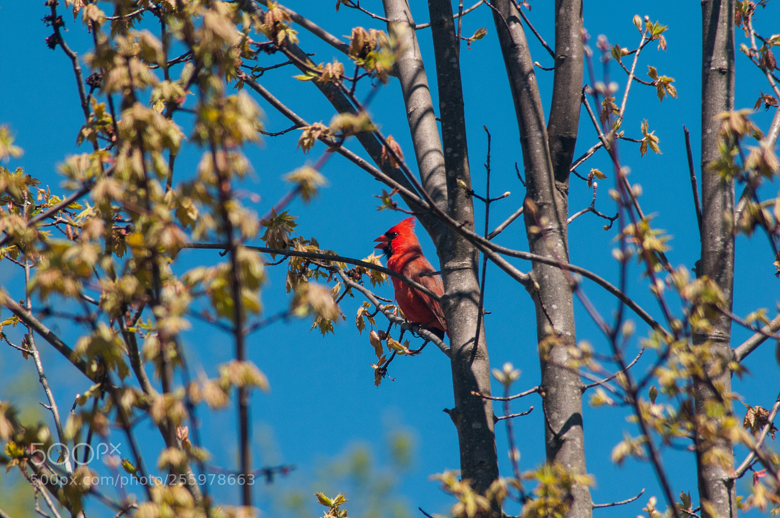 Nikon D300 sample photo. A northern cardinal photography