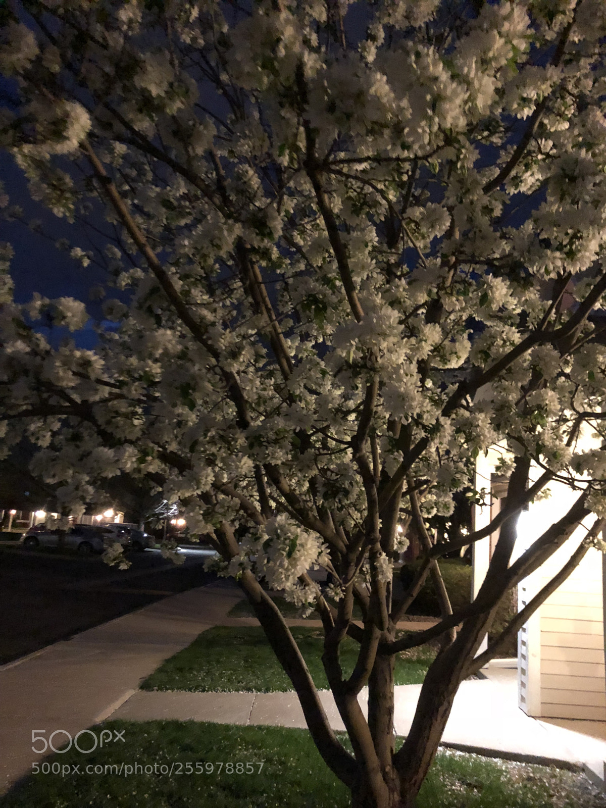 Apple iPhone 8 sample photo. Endless grace! photography