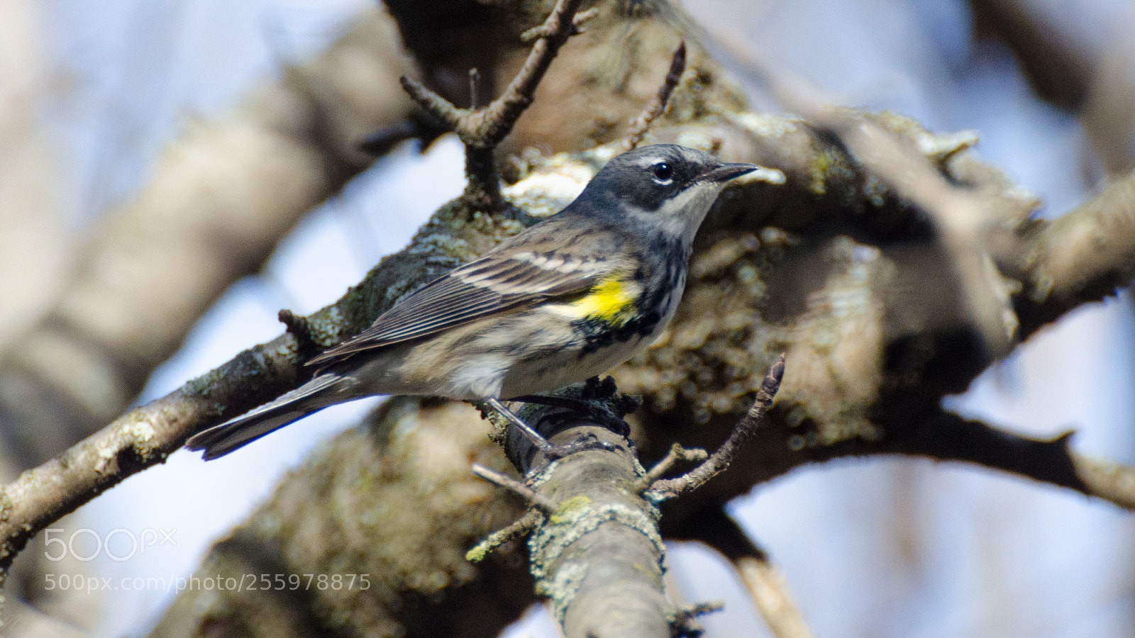 Nikon D7000 sample photo. Yellowrumped-warbler photography