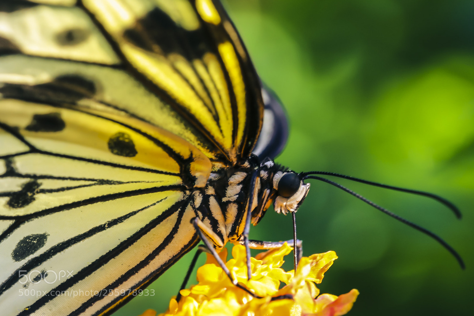 Canon EOS 6D sample photo. Giant swallowtail - feeding photography