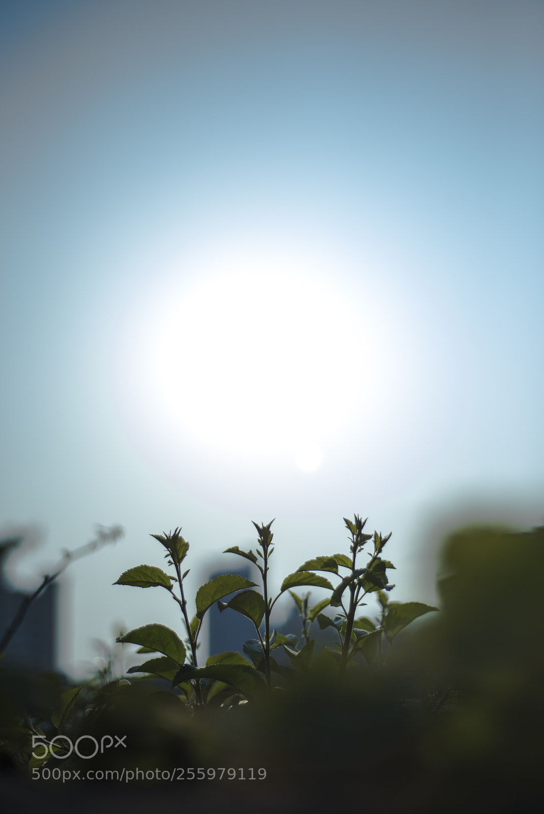 Nikon D810 sample photo. In a town  no.16 photography