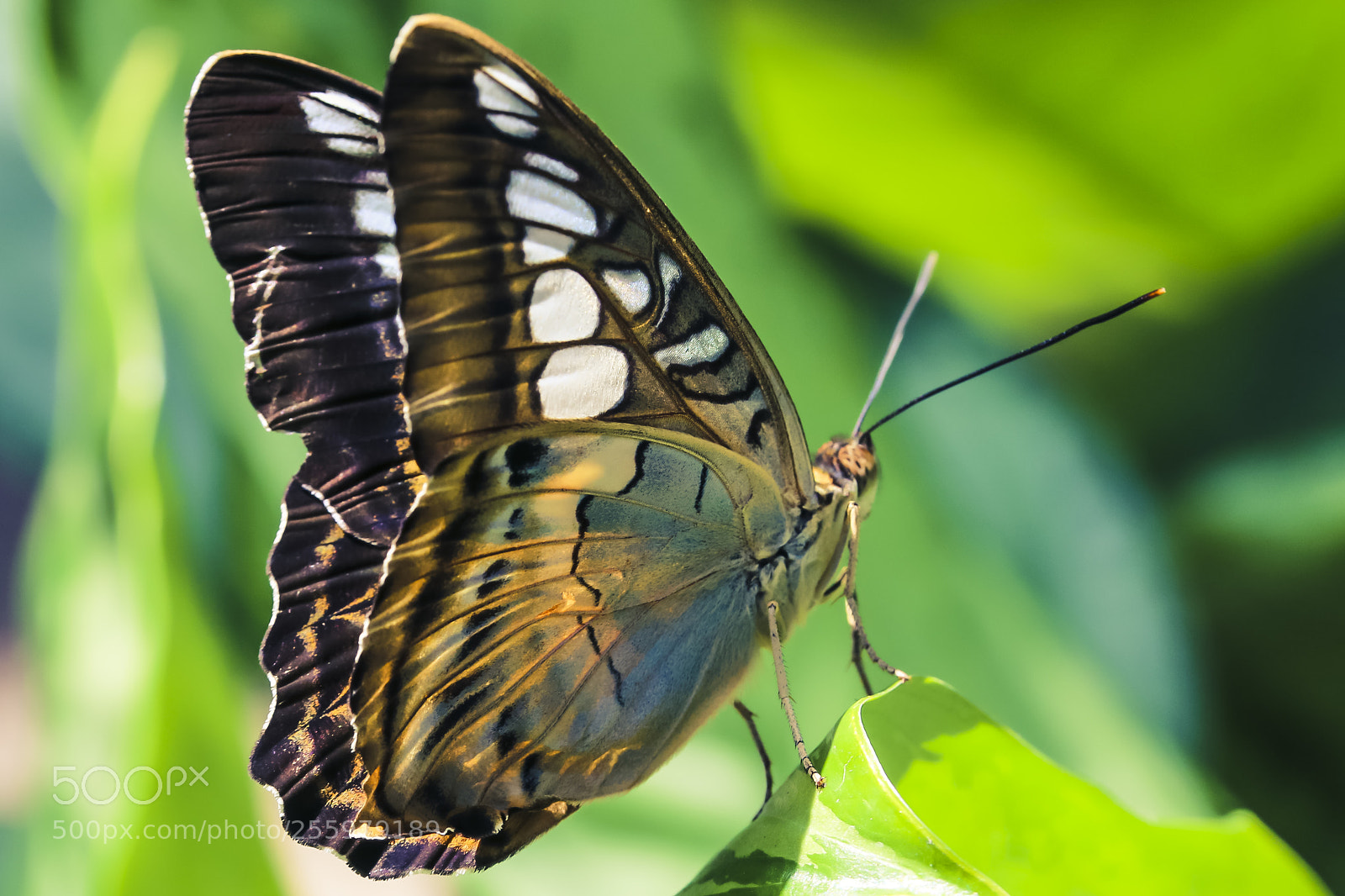 Canon EOS 6D sample photo. Brown butterfly photography