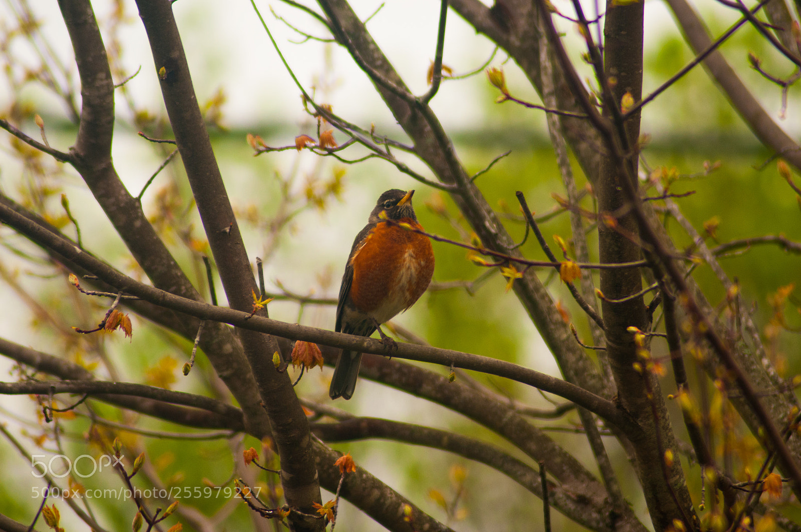 Nikon D300 sample photo. A songbird on a photography