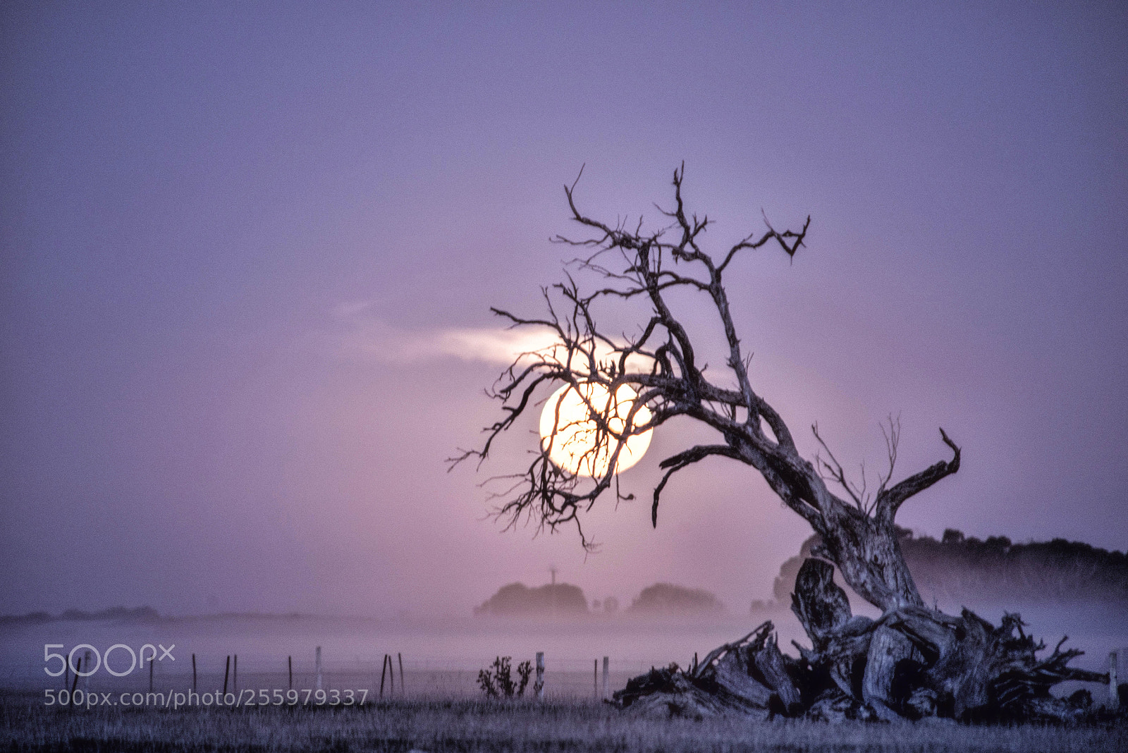 Nikon D800 sample photo. Wicked moon photography