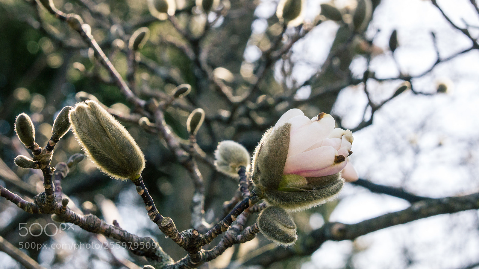 Sony Alpha NEX-7 sample photo. Untitled photography