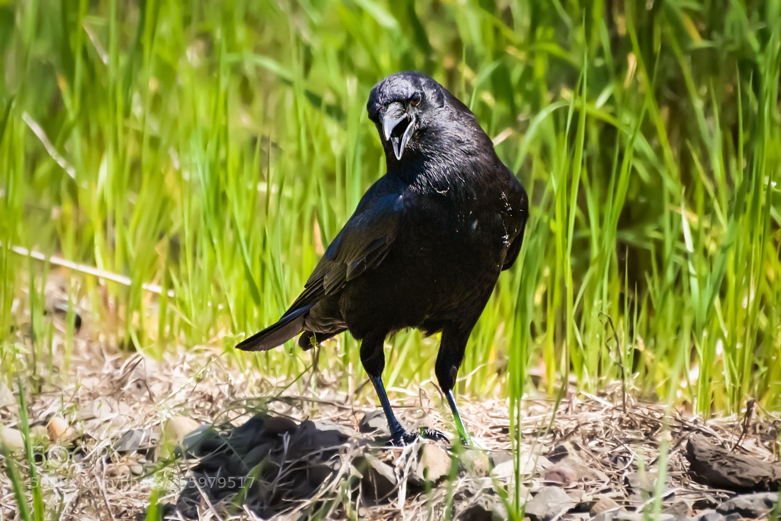 Nikon D800 sample photo. A crow left of photography