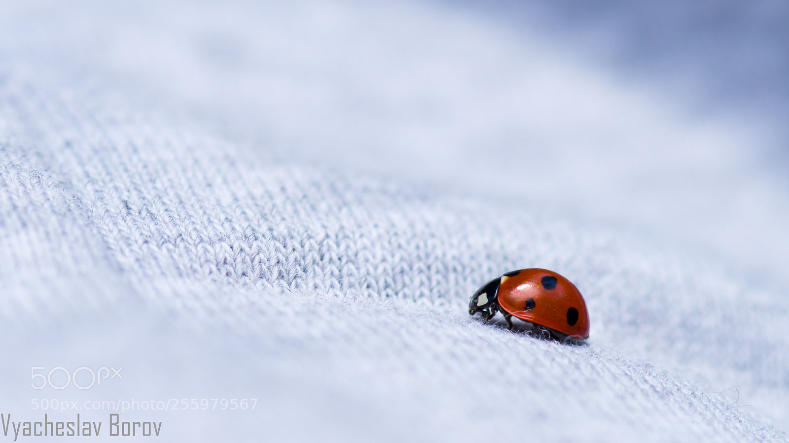 Nikon D610 sample photo. Untitled photography